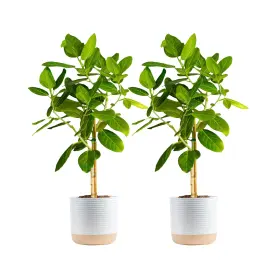 022532649588 COSTA FARMS Ficus Audrey Tree Plants Pack Feet