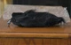 Rode deadcat synethic fur microphone wind shield for rode video mic pro