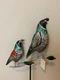 Quails - Colorful Quails on a stake