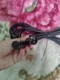 Audio-Technica ATR-MCX  20FT Microphone Cable (XLRF-XLRM)