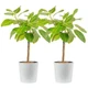 Live Ficus Audrey Tree 3-4 Feet Tall Indoor Plant Pack Costa Farms Plants Large